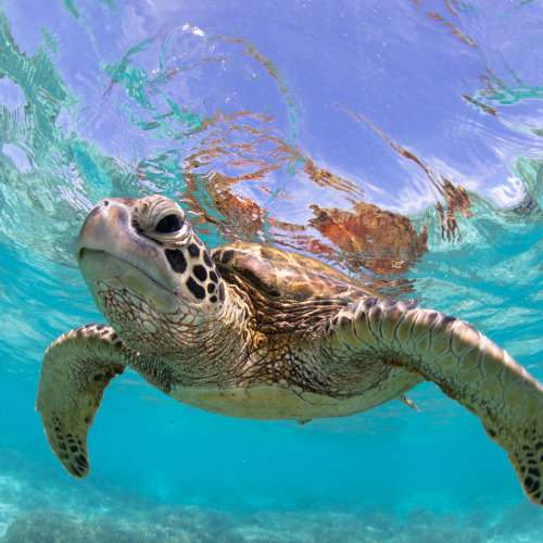 Small everyday choices, a greener planet.